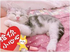 大猫咪福利在线观看,萌宠盛宴，治愈你的心灵