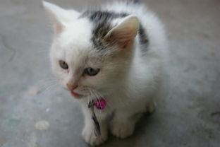 大猫咪福利在线观看,萌宠盛宴，治愈你的心灵