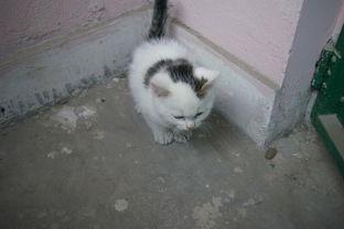 大猫咪福利在线观看,萌宠盛宴，治愈你的心灵