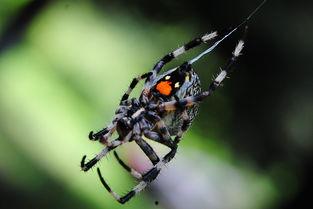 蜘蛛衣福利在线,揭秘在线福利新体验